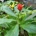 Costus curvibracteatus عادت