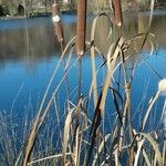 Typha latifolia Агульны выгляд