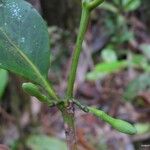 Cyclophyllum fragrans 樹皮