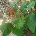 Clerodendrum japonicum Blatt