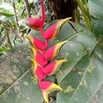 Heliconia rostrata Çiçek