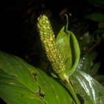 Spathiphyllum humboldtii Fruit