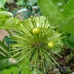 Scadoxus multiflorusঅন্যান্য