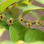 Drypetes gerrardii Flower