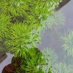 Limnophila indica Hoja