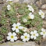 Androsace pubescens Habit