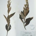 Isodon ternifolius Otro