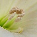 Datura innoxia Çiçek