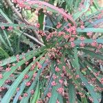 Phyllanthus epiphyllanthus Floare