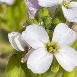 Cakile maritima Flower