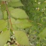 Prunus japonica 葉