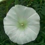 Convolvulus sepiumKvet