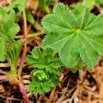 Alchemilla acutiloba Λουλούδι