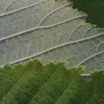 Ulmus rubra Leaf