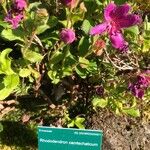 Rhododendron camtschaticum Levél