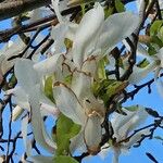 Magnolia kobus Blodyn
