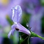 Lobelia siphilitica 花