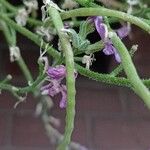 Matthiola maderensis फल