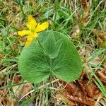 Ranunculus thora Flower