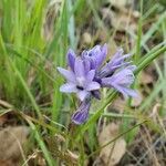 Dipterostemon capitatus Flower