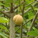 Myristica fragrans Fruit