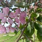 Malus coronaria Flower