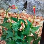 Spigelia marilandica Цвят