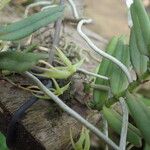 Angraecum moandense Hábito