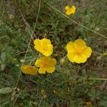 Helianthemum nummulariumBlodyn