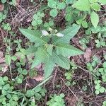 Solanum carolinense Leaf