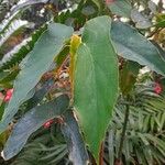 Begonia coccinea পাতা