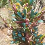 Puya alpestris Λουλούδι