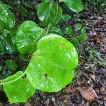 Smilax rotundifolia Leaf