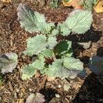 Phacelia campanularia Hoja