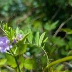 Vicia ludoviciana Hoja