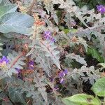 Solanum pyracanthos Flor