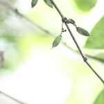 Geniostoma borbonicum Fruct
