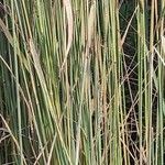 Calamagrostis × acutiflora Bark