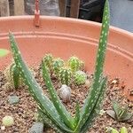 Aloe camperi Hostoa