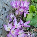 Colchicum lusitanum 花