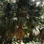 Sabal mexicana Blad