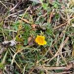 Potentilla aurea Fleur