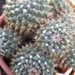 Mammillaria winterae Leaf