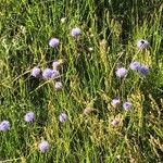 Jasione laevisFiore