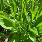 Rudbeckia grandiflora