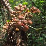 Leea guineensis Fruit