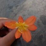 Clivia miniata Flower