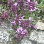 Thymus linearis Habit