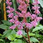 Astilbe rubra Bloem