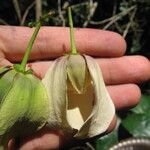 Mkilua fragrans Flower